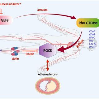 Mechanism of Rho GEF regulation of atherosclerosis. Rho GEF proteins ... 