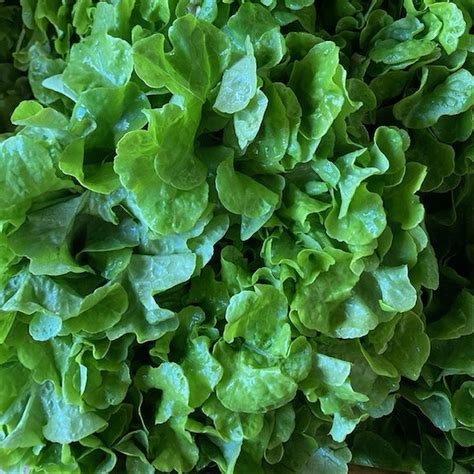 Salade feuille de chêne blonde Fruits et Légumes EARL LALIMENT