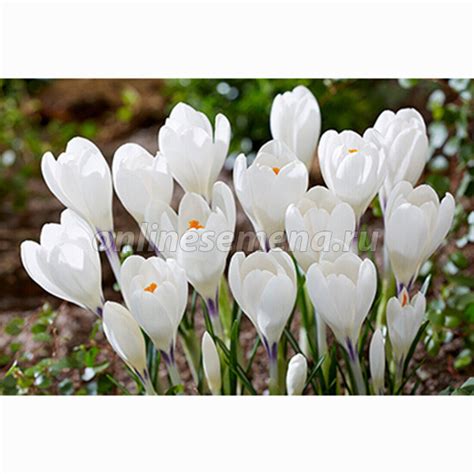 Крокус Крупноцветковый Айс Квин (10 шт.) из каталога Крокусы – купить с ...