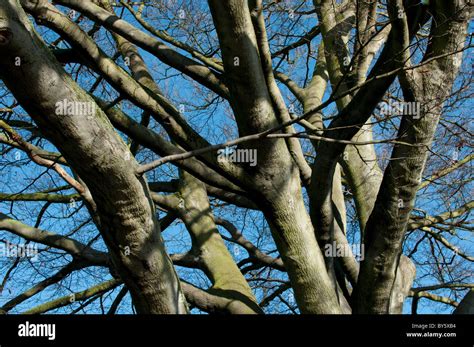 large structure  multiple branches  res stock photography