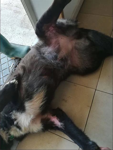 Perro Mestizo Con Herida Por Mordedura Y Gangrena Cut Nea Muscular