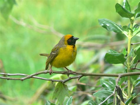 Black Masked Weaver Free Stock Photo Public Domain Pictures