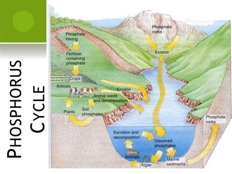 Ppt Phosphorus Cycle Powerpoint Presentation Free Download Id5556825