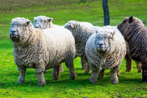 12 Small Sheep Breeds For Farming And Pets Miniature Sheep Breeds