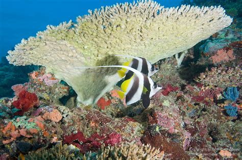 Longfin Bannerfish Coral Fiji 016554 Matthew Meier Photography