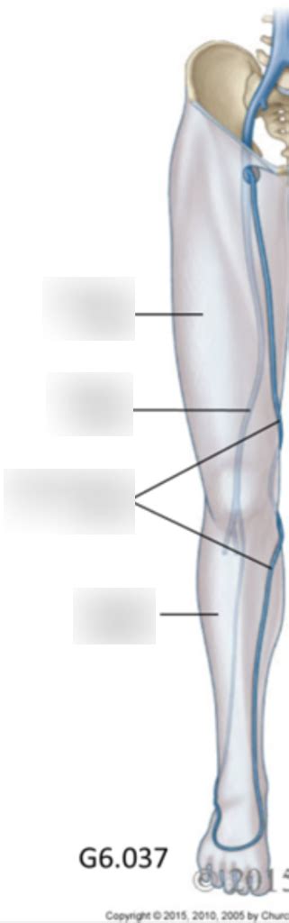 Lab 73 Diagram Superficial Vs Deep Veins Diagram Quizlet