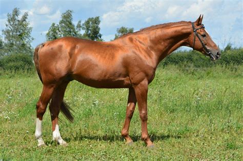 Золото донских степей. | Warmblood horses, Chesnut horse, Horses