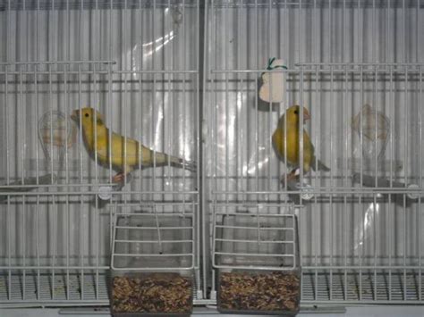 waterslager malinois canary quality bird for Sale in Algonquin