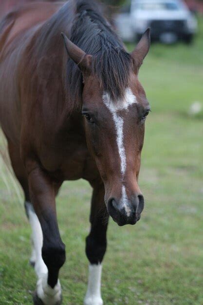 Premium Photo Mustang Horse In Texas
