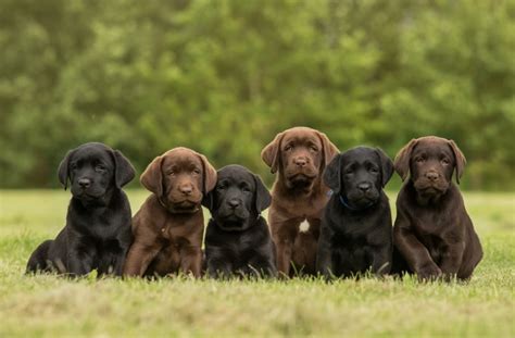 Where Can You Get Free Labrador Puppies?