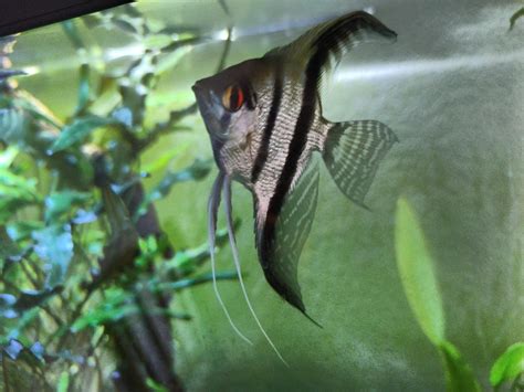 angelfish gender raquariums