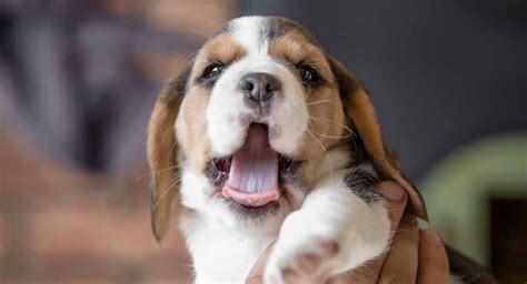 Beagle Names - 200 Great Ideas For Naming Your Beagle