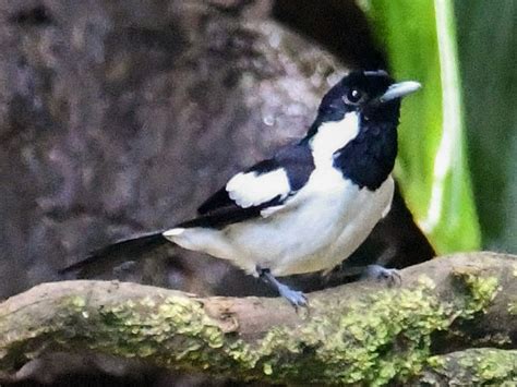 Black And White Monarch Ebird