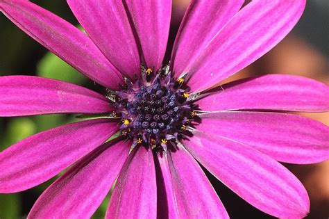 Flower 2 By Peroni68 On Deviantart