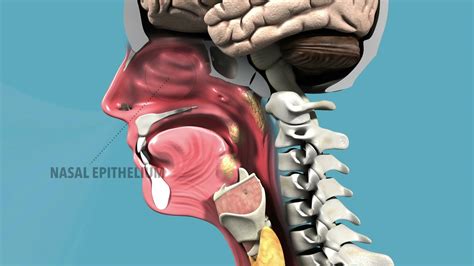 Respiratory System Wallpapers Top Free Respiratory System Backgrounds