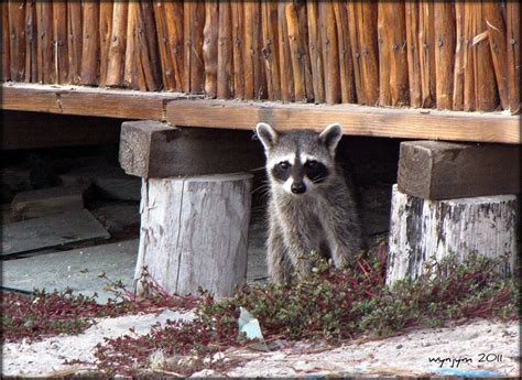 Cozumel Raccoon | Cozumel, Quintana roo mexico, Raccoon