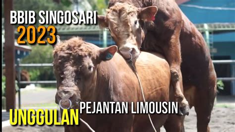 WOWW BBIB SINGOSARI MALANG 2023 SAPI BESAR UNGGULAN YouTube