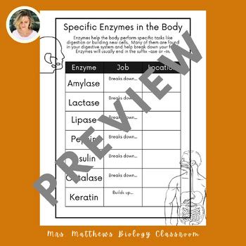 Specific Enzymes Study Guide Biology Unit Tpt