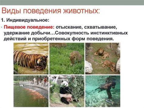 Поведение животных - презентация онлайн