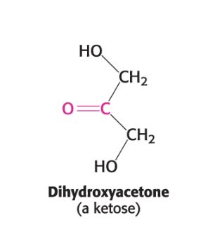 Chapter Carbohydrates Flashcards Quizlet