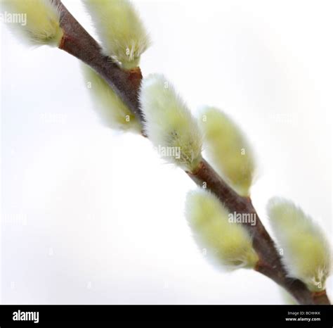 Minimal And Fresh Image Of Pussy Willow Fine Art Photography Jane Ann Butler Photography Jabp