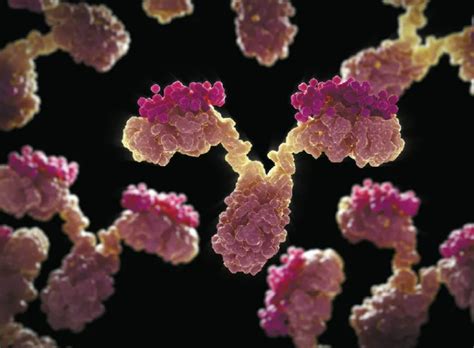 Biocytogen Announces Collaboration With Fineimmune To Develop Tcr Mimic