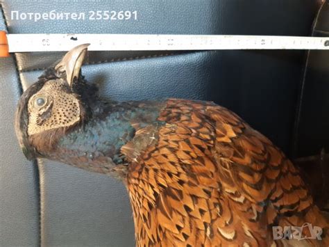 Препариран фазан в Декорация за дома в гр. София - ID27785449 — Bazar.bg