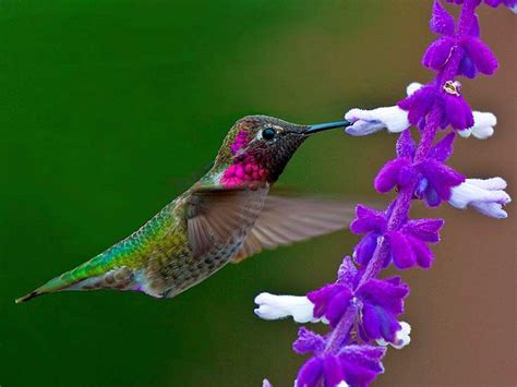 Hummingbird Wallpapers - Top Free Hummingbird Backgrounds - WallpaperAccess
