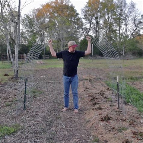 Making A Cattle Panel Garden Trellis 3 Methods The Survival Gardener