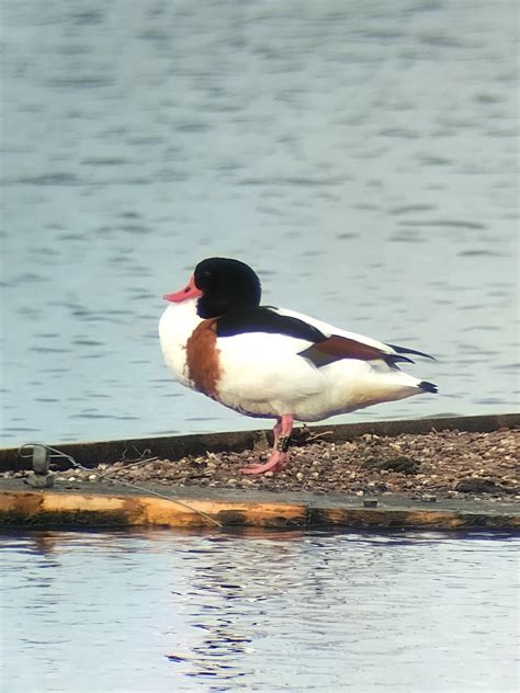 Wildlife Sightings 7/12/2025 | WWT