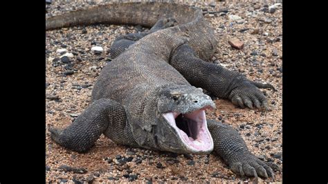 Warany - 2 - YouTube