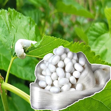 Chinese High Quality Mulberry Raw Cocoon Silk Yarn For Cloth Gots