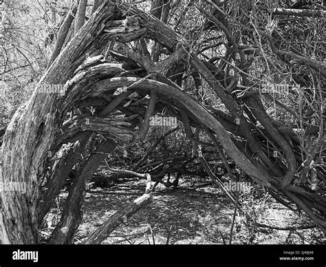 Twisted Trunks And Branches Form An Intricate Web Of Wood And Strength