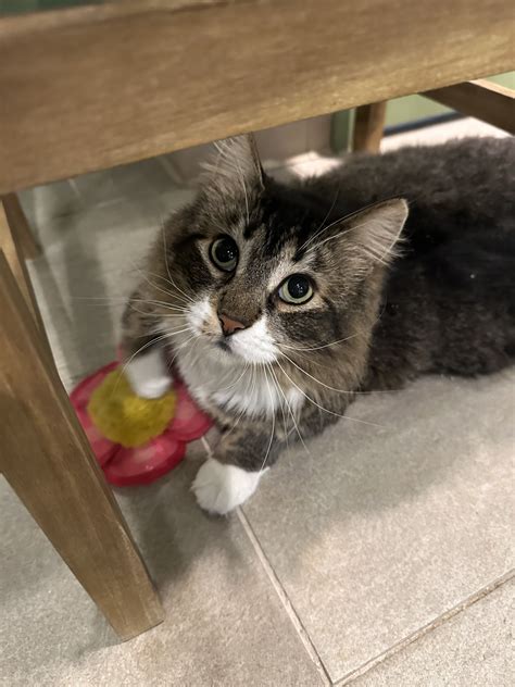 Lazy Cat Lounge And Cafe