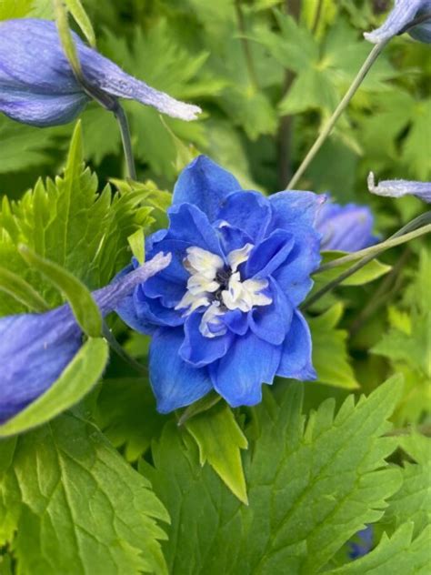 Delphinium Elatum Magic Fountains Mid Blue White Bee Candle