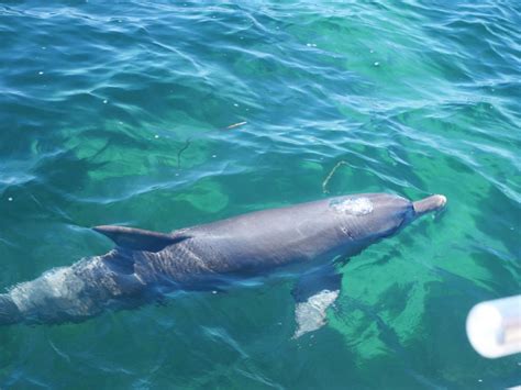 Dolphin, Sea Lion & Penguin Island Cruise (Departing from Penguin