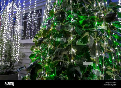 New Zealand Christmas Tree Decorations Hi Res Stock Photography And