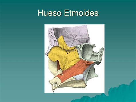 Ppt Osteología De Cráneo Powerpoint Presentation Free Download Id