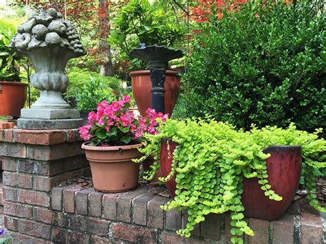 How To Overwinter Perennials Growing In Containers