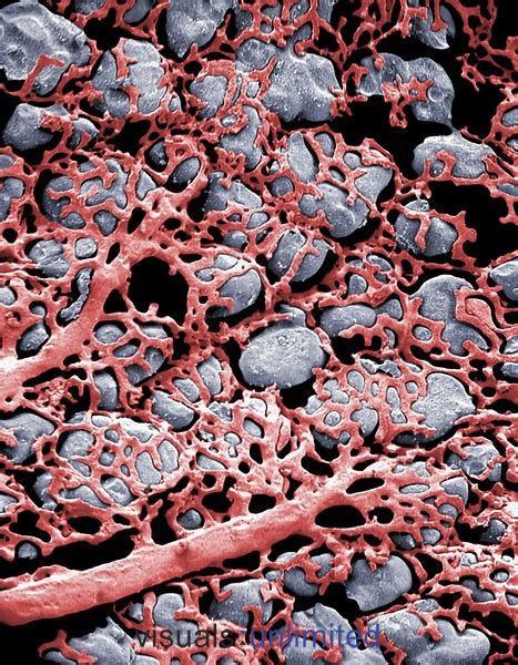 Capillaries and alveoli in the lung : biology