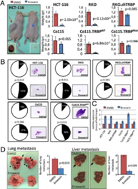 Enoxacin Treated Xenografted Nude Mice A Enoxacin Treatment On TRBP