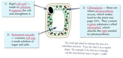 plant cells diagram quizlet