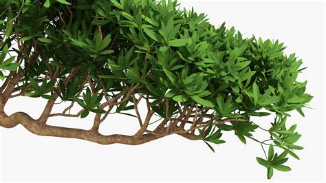 Маленький бонсай в горшочке 3D Модель $49 - .3ds .blend .c4d .fbx .max ...