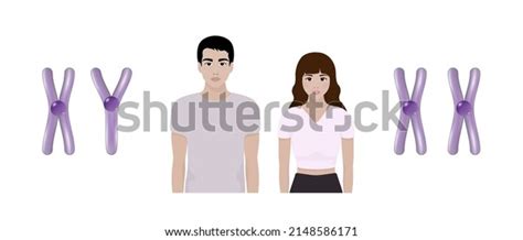 Sex Chromosome Structure Male Female Biological Stock Vector Royalty Free