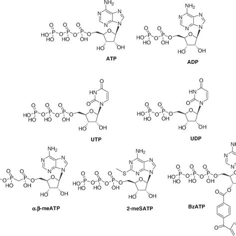 Structures Of P2x 4 Receptor Selective Antagonists Download Scientific Diagram