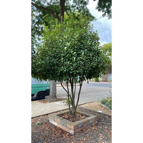 Photinia Fraseri Red Robin Meerstammig Wintergroene Glansmispel