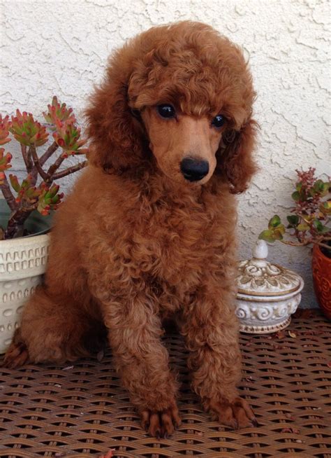 Best 13 8 Best Mini Poodle Breeders in the U.S.! (2024) – Artofit