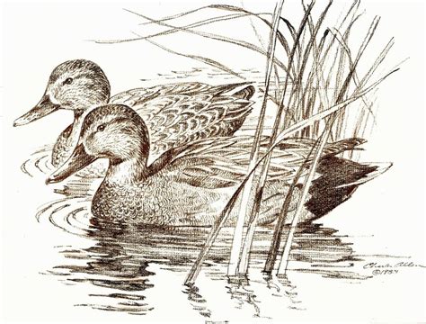 Duck Hunting Drawing At Getdrawings Free Download