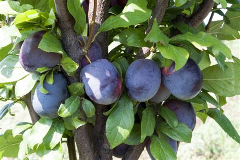 Алыча "Колоновидная" | Гавриш Агропитомник в Крымске