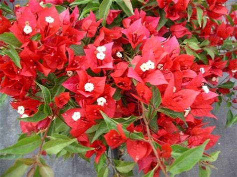 Купить семена Бугенвиллия или Бумажный цветок Bougainvillea Tomato Red ...